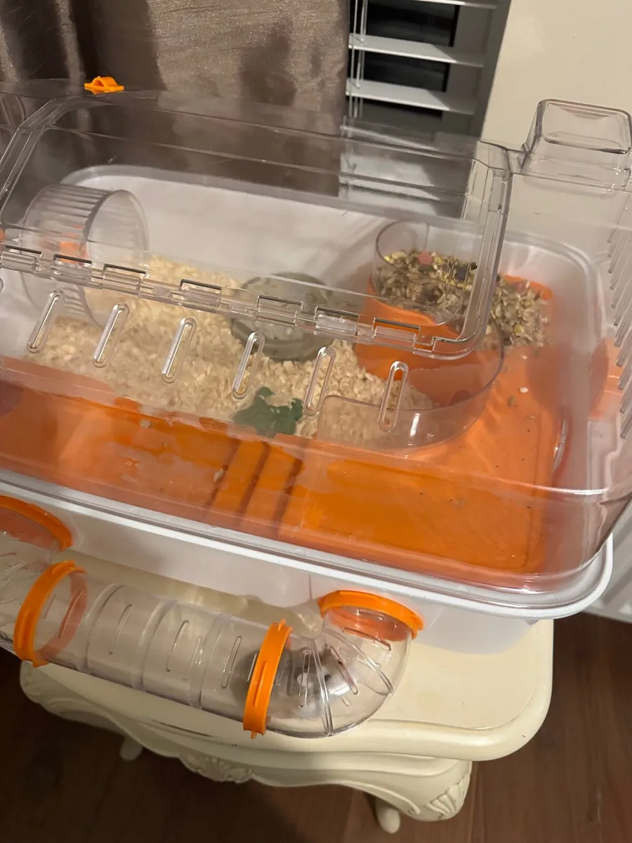 Hamster named peanut - Image 3