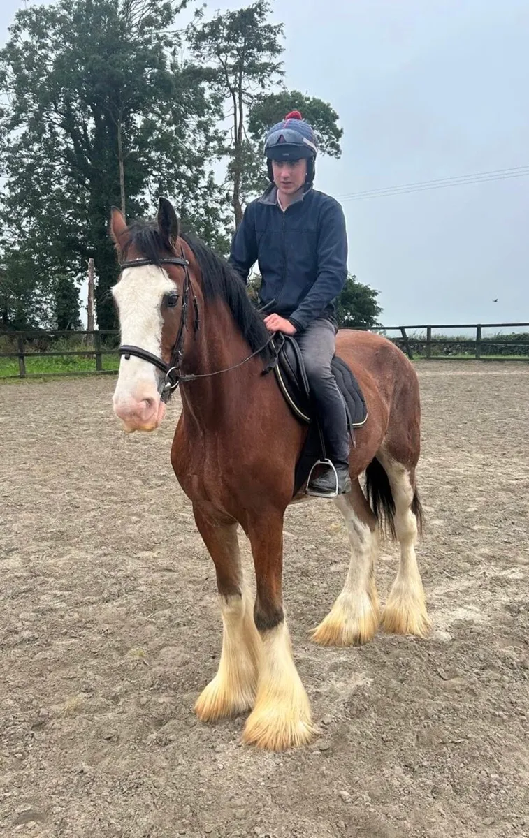 17.2hh Full Clydesdale with Green Book - Image 1