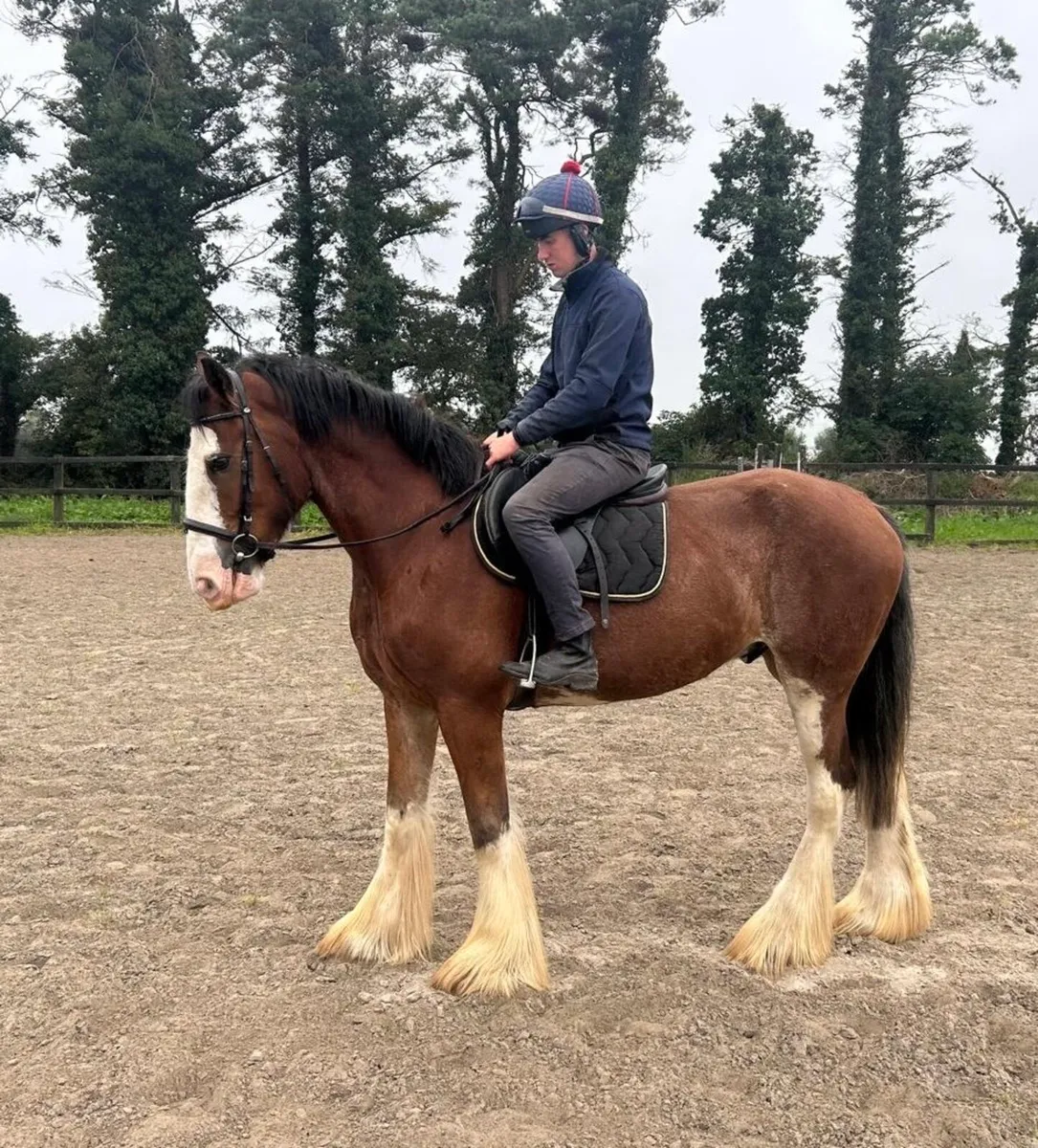 17.2hh Full Clydesdale with Green Book - Image 3