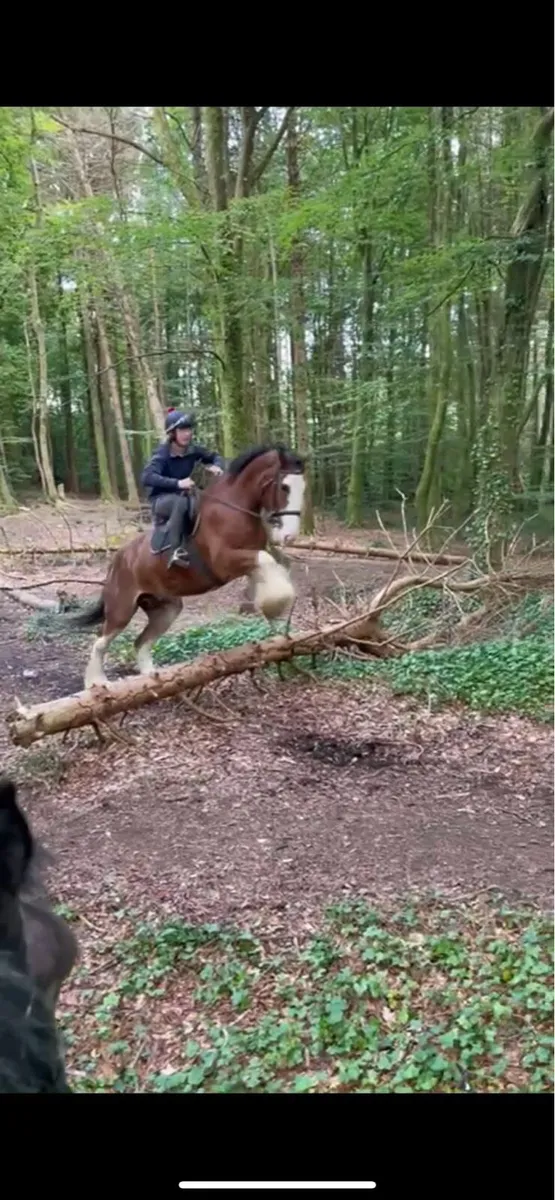 17.2hh Full Clydesdale with Green Book - Image 4