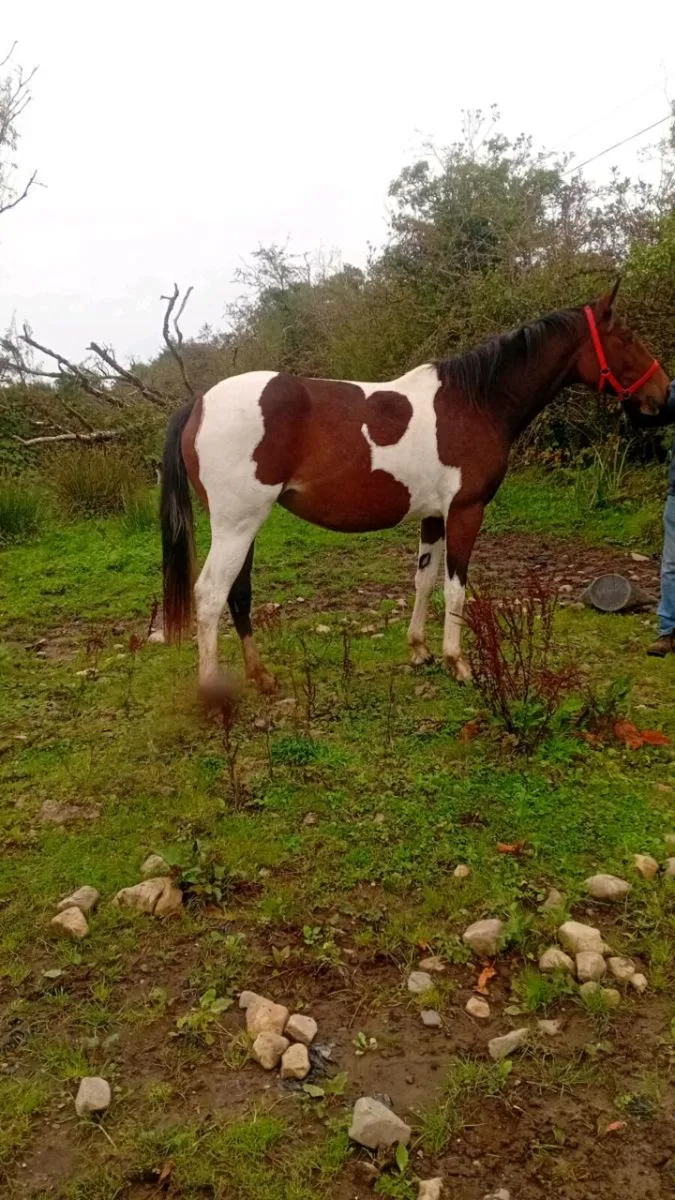 Filly - Image 1