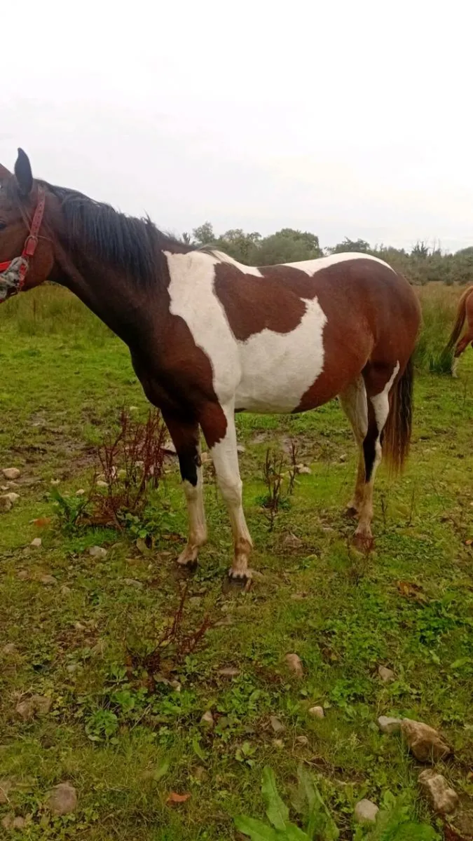 Filly - Image 3