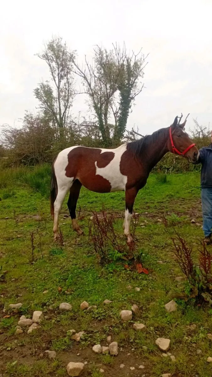 Filly - Image 4