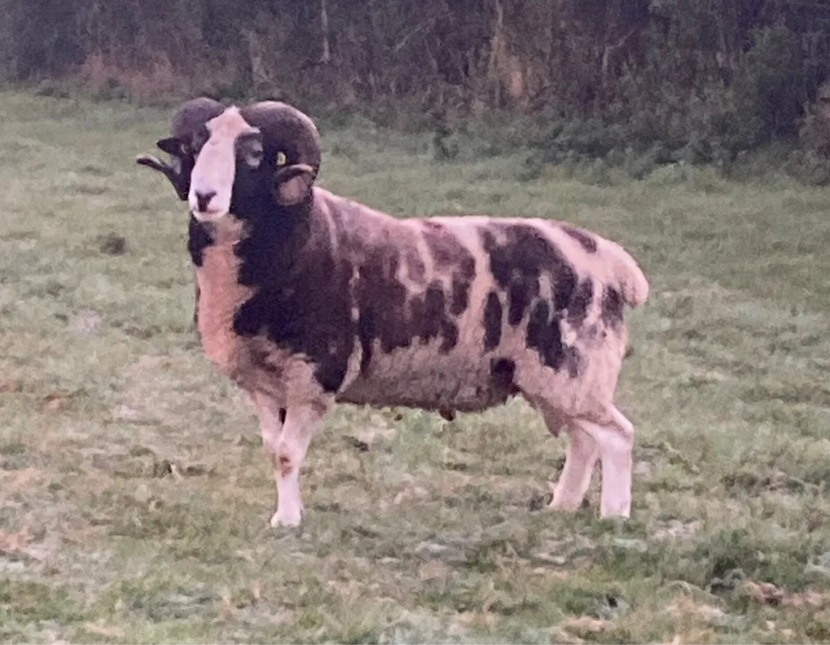 Jacob Ram - Image 1