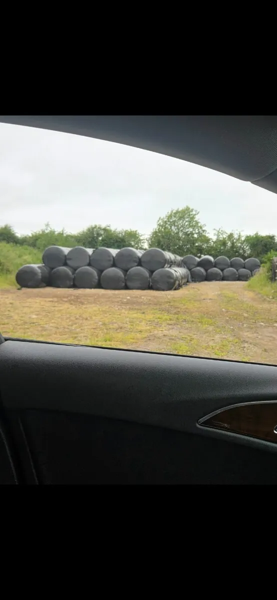 1st cut silage - Image 4