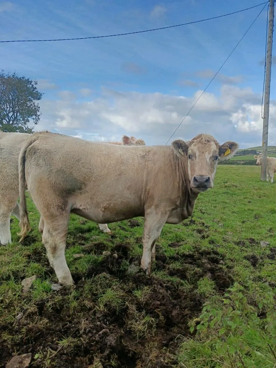 2 heifers & 4 bullocks ballina mart 23th September - Image 2
