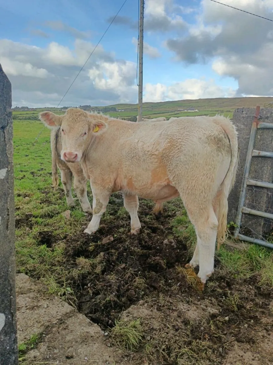 2 heifers & 4 bullocks ballina mart 23th September - Image 3