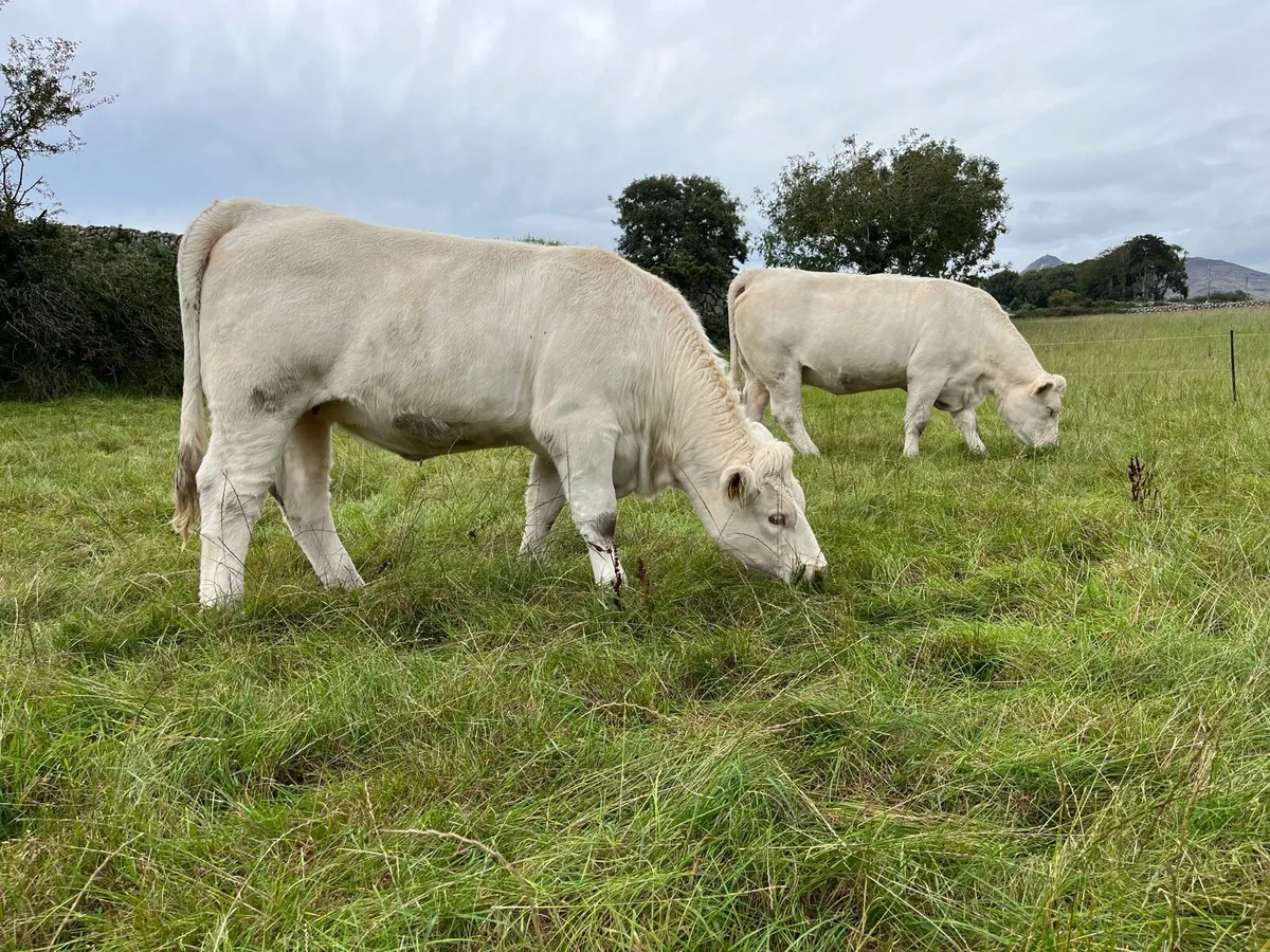 2 Registered Pedigree Charolais heifers - Image 1