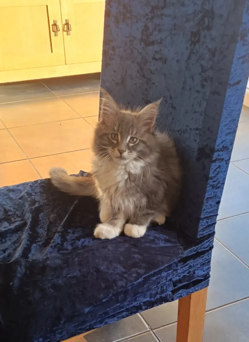 Registered Maine Coon Kittens - Image 1