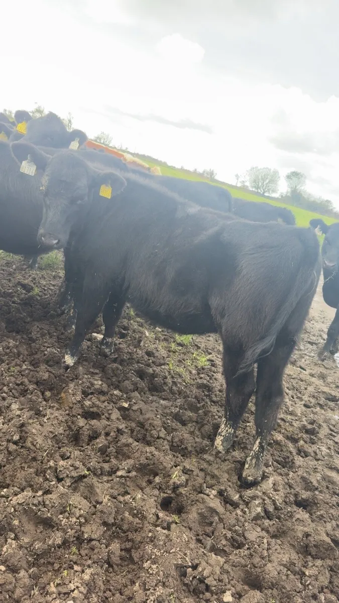 23 Angus heifers - Image 2