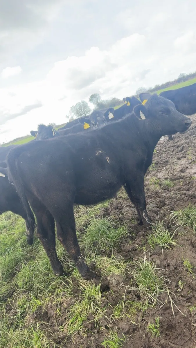 23 Angus heifers - Image 3