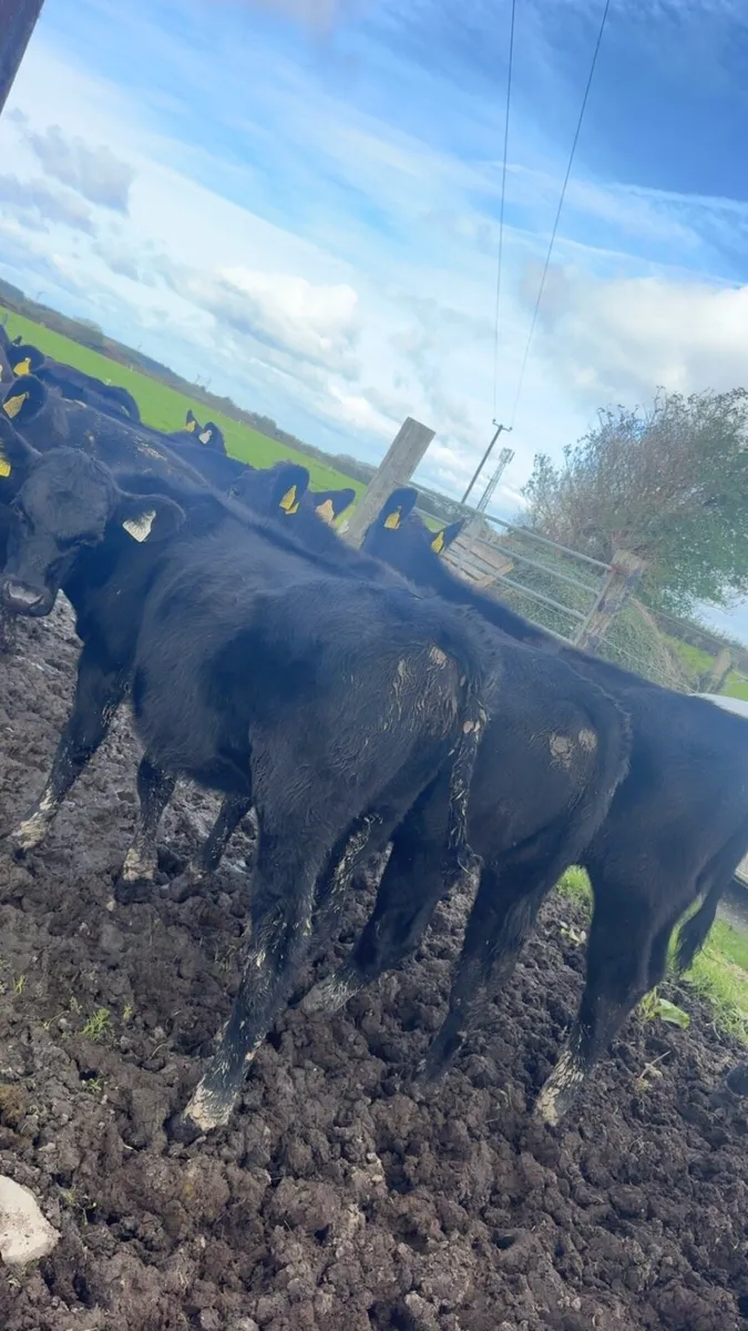 23 Angus heifers - Image 4