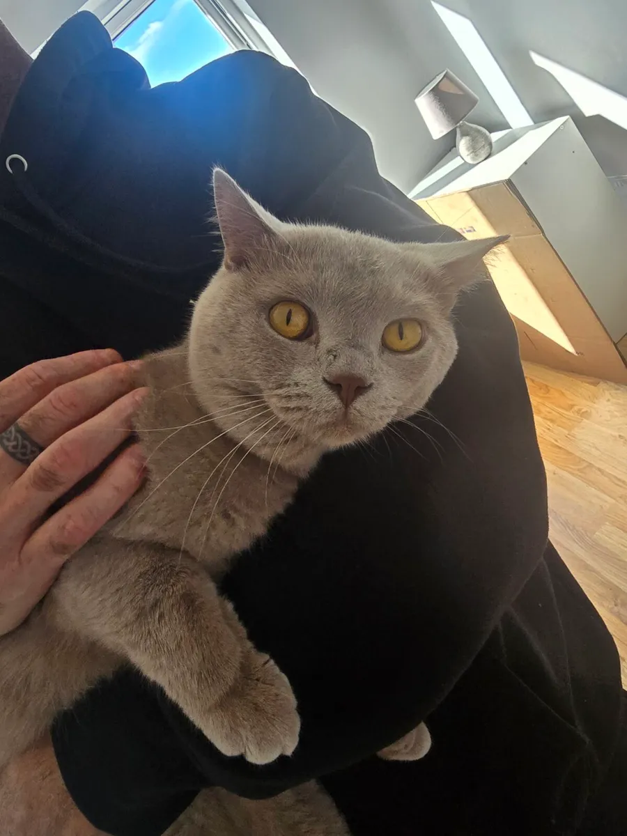 Male British cat - Image 1