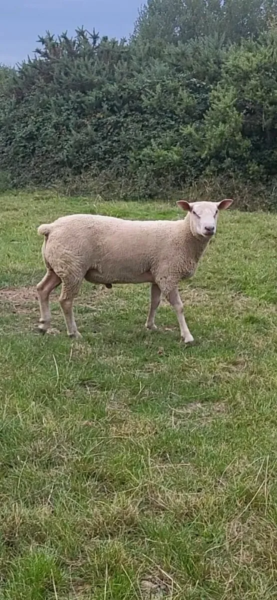 PBNR charollais hogget rams - Image 1