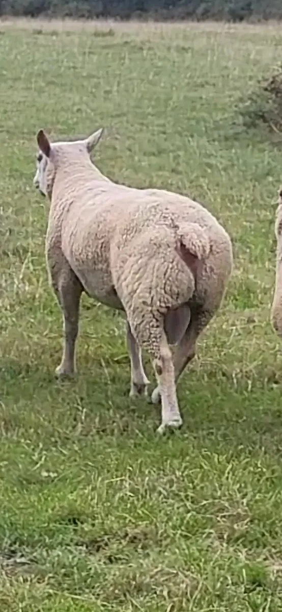 PBNR charollais hogget rams - Image 2