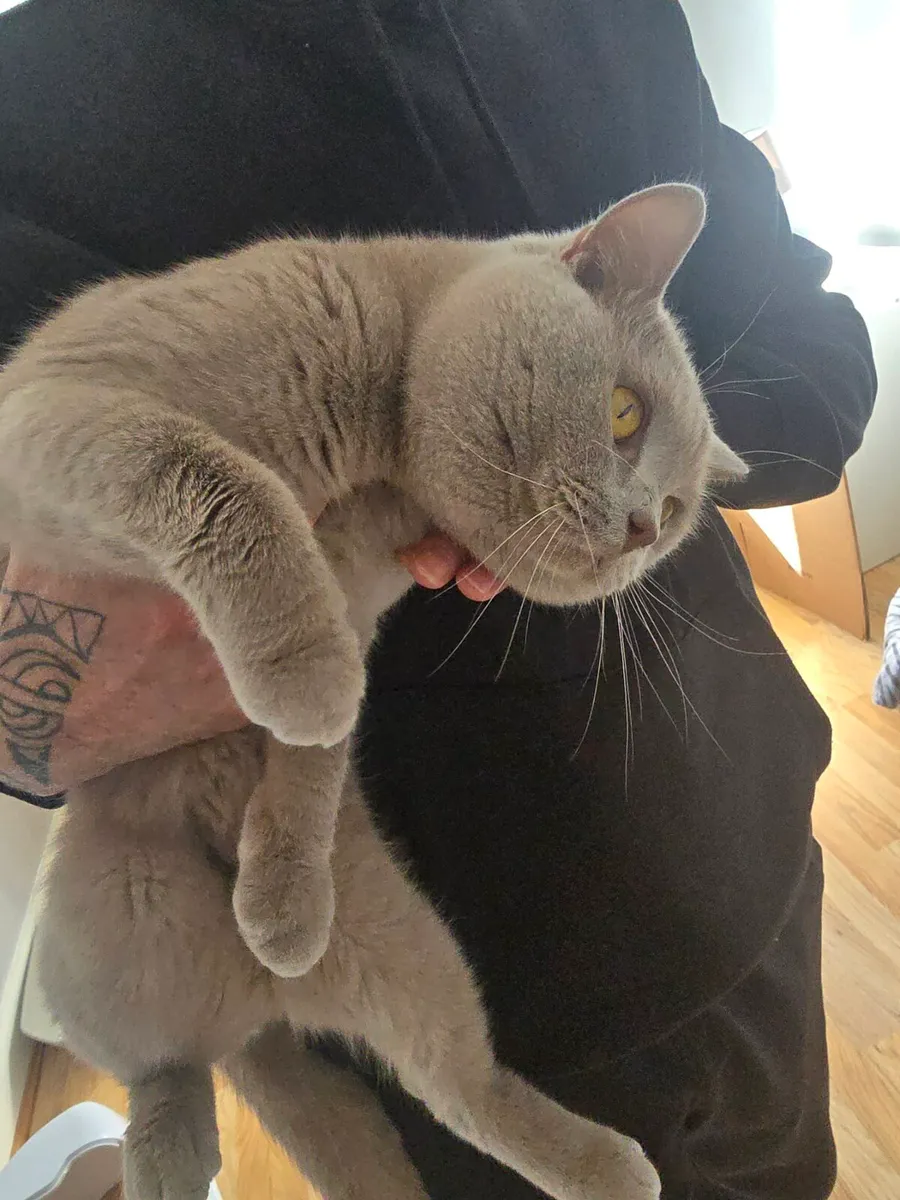Male British cat - Image 2