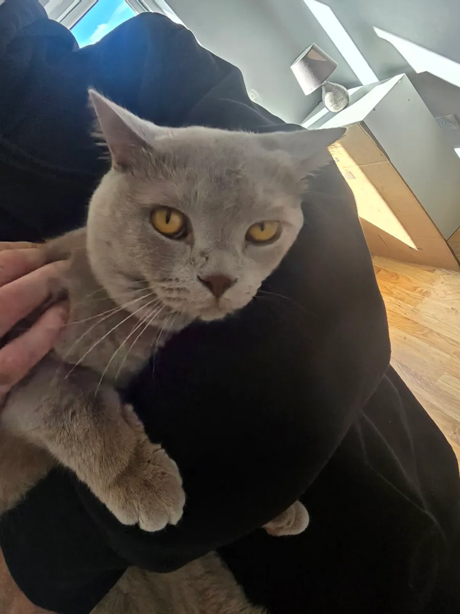 Male British cat - Image 3