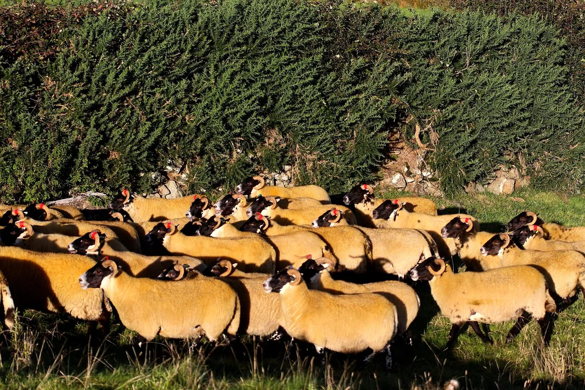 💥LANARK Hoggets - Image 3