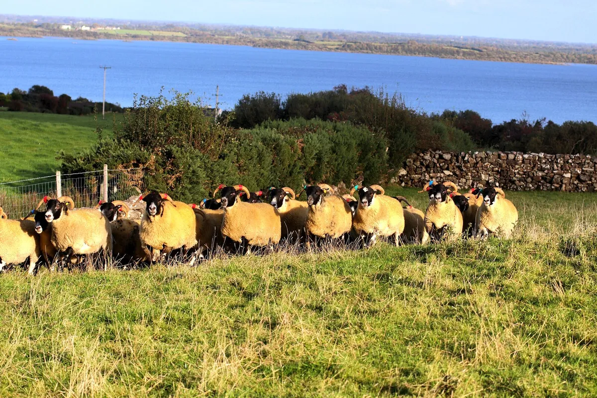 💥LANARK Hoggets - Image 4