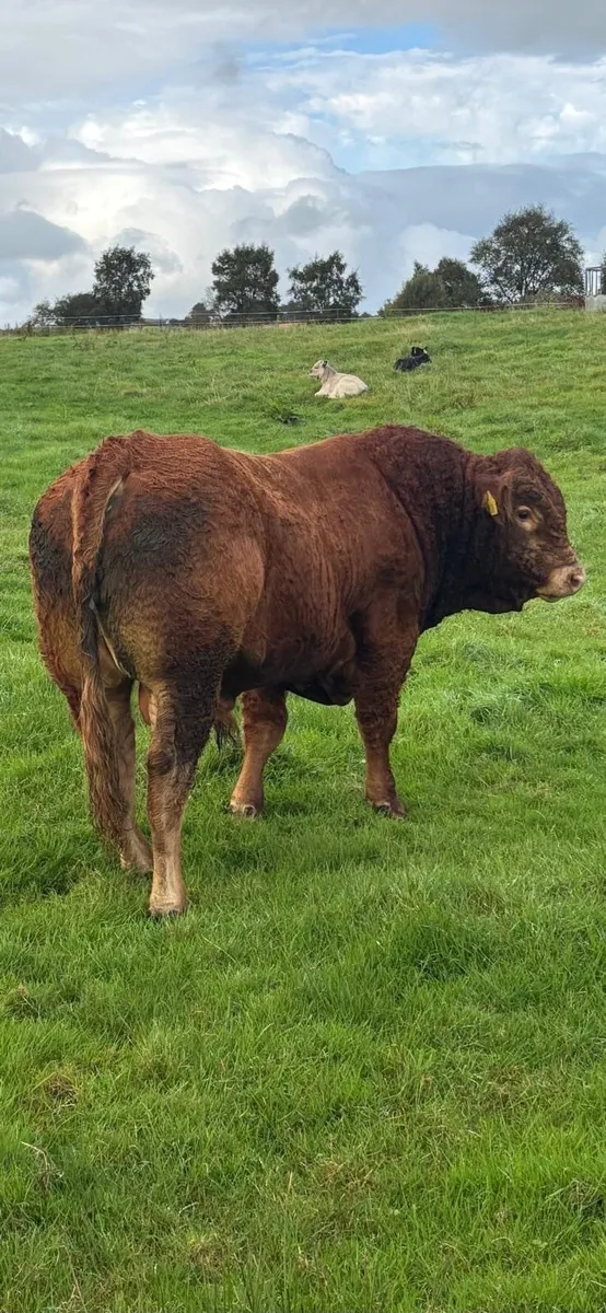 Livestock - Image 2