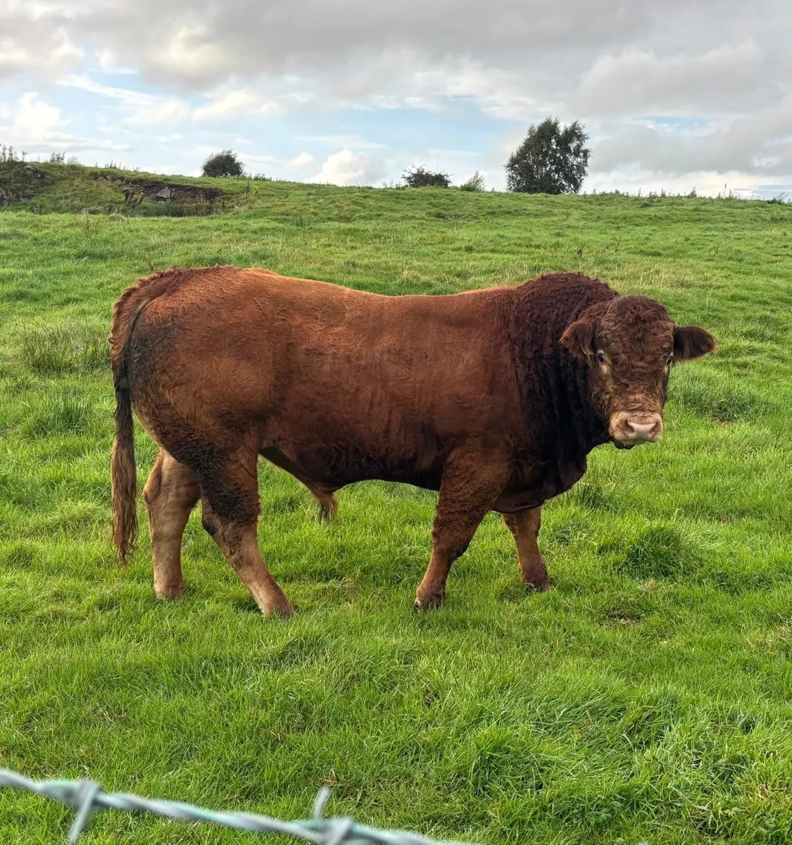 Livestock - Image 1