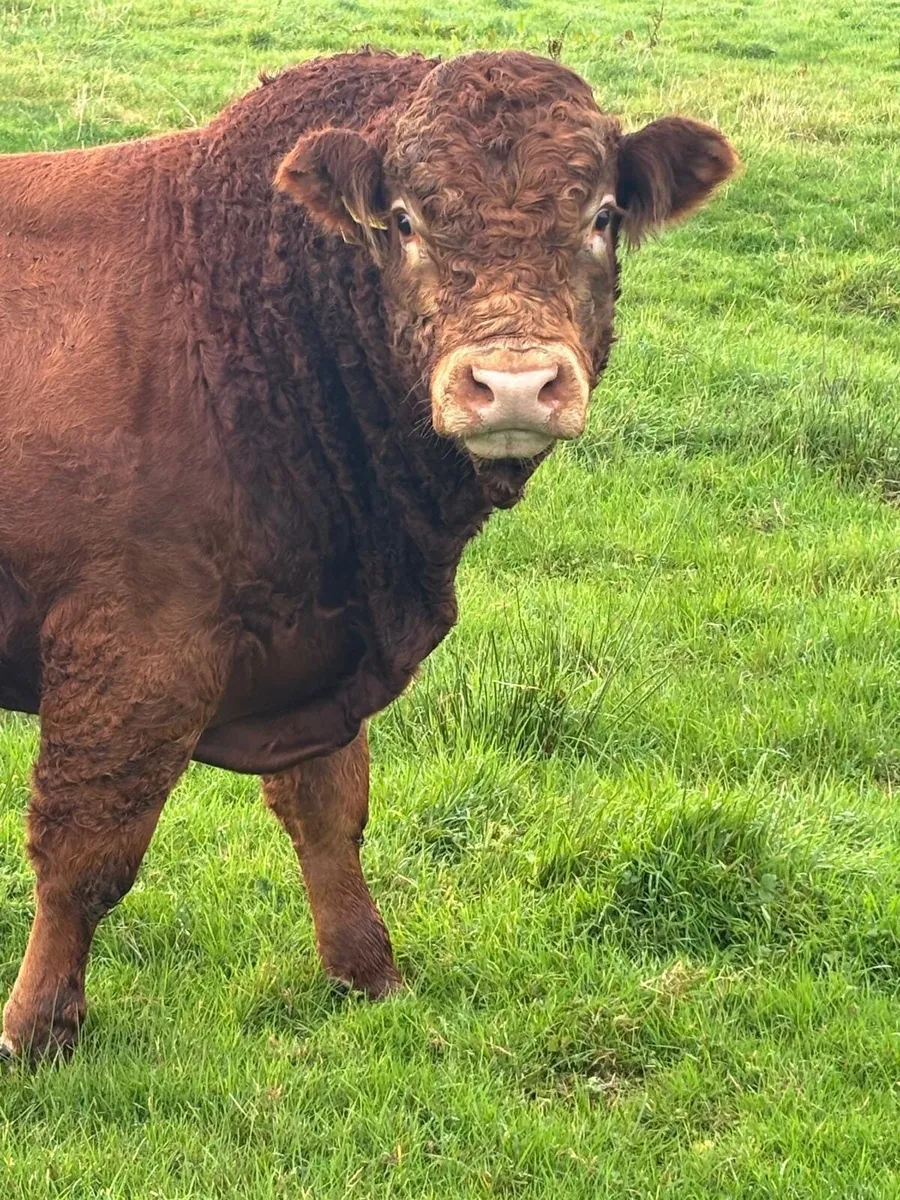 Livestock - Image 3