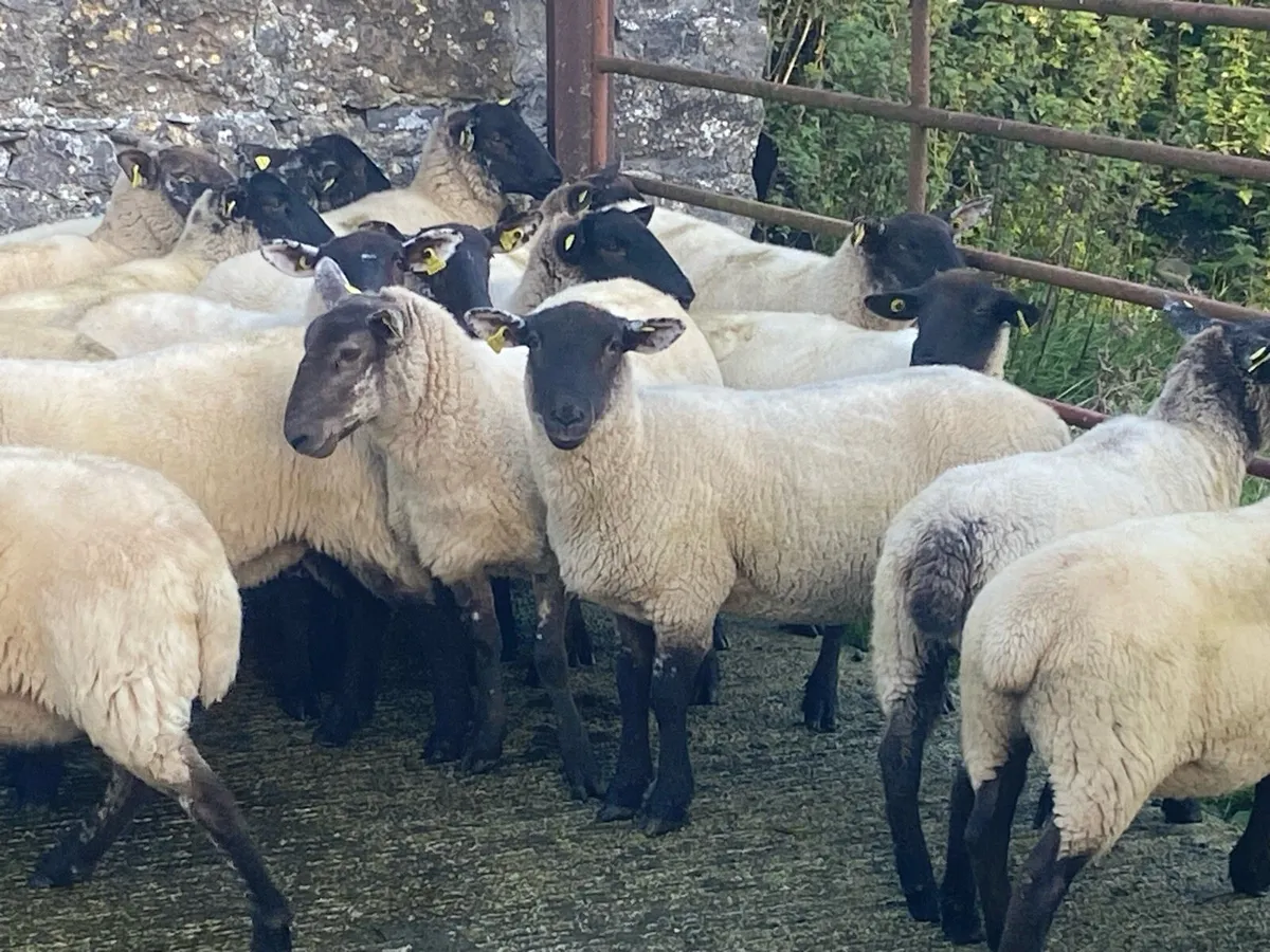Full symbol organic hogget ewes - Image 1
