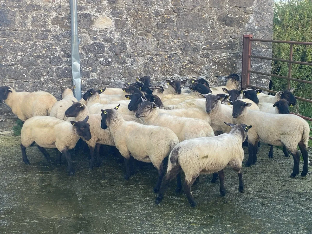 Full symbol organic hogget ewes - Image 2
