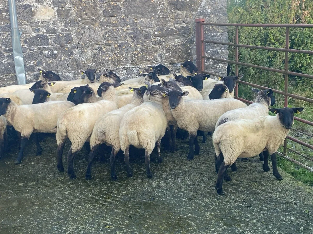 Full symbol organic hogget ewes - Image 3