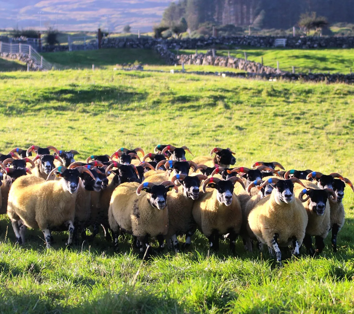 💥LANARK Hoggets - Image 1