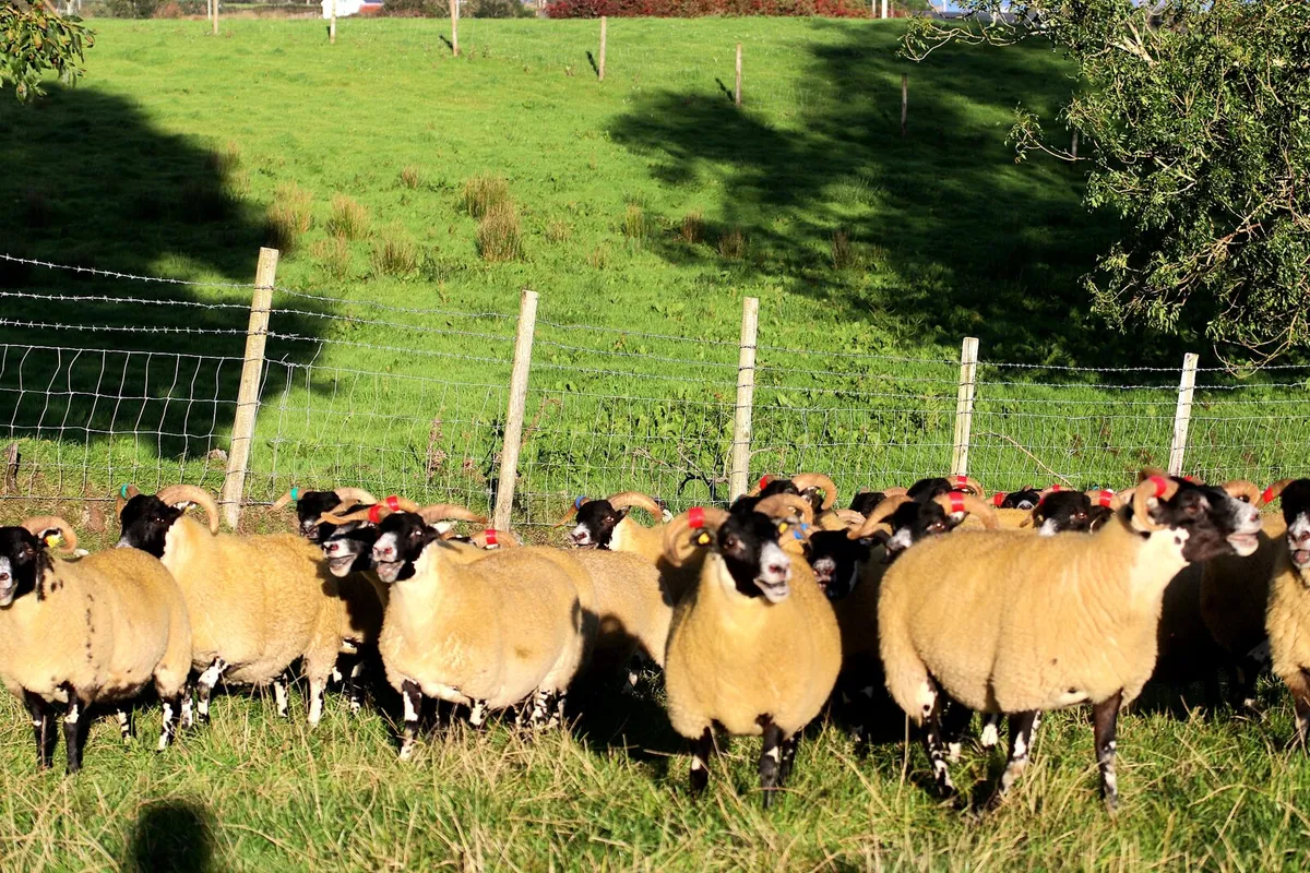 💥LANARK Hoggets - Image 2