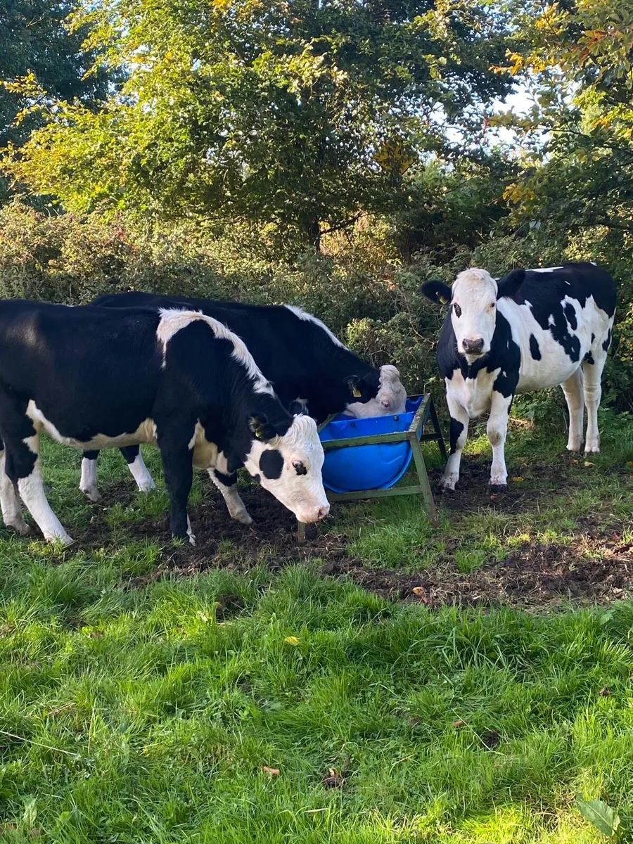 In calf heifers - Image 1