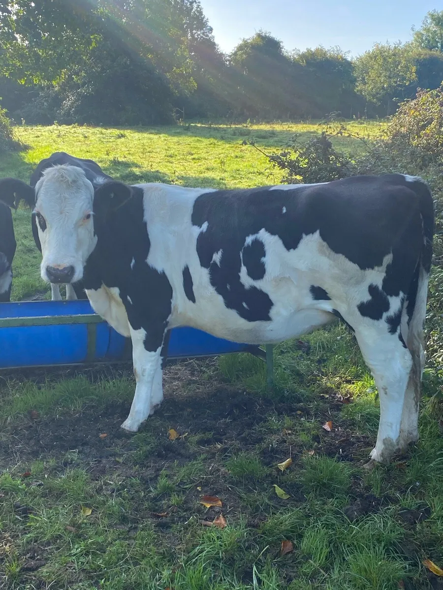 In calf heifers - Image 2