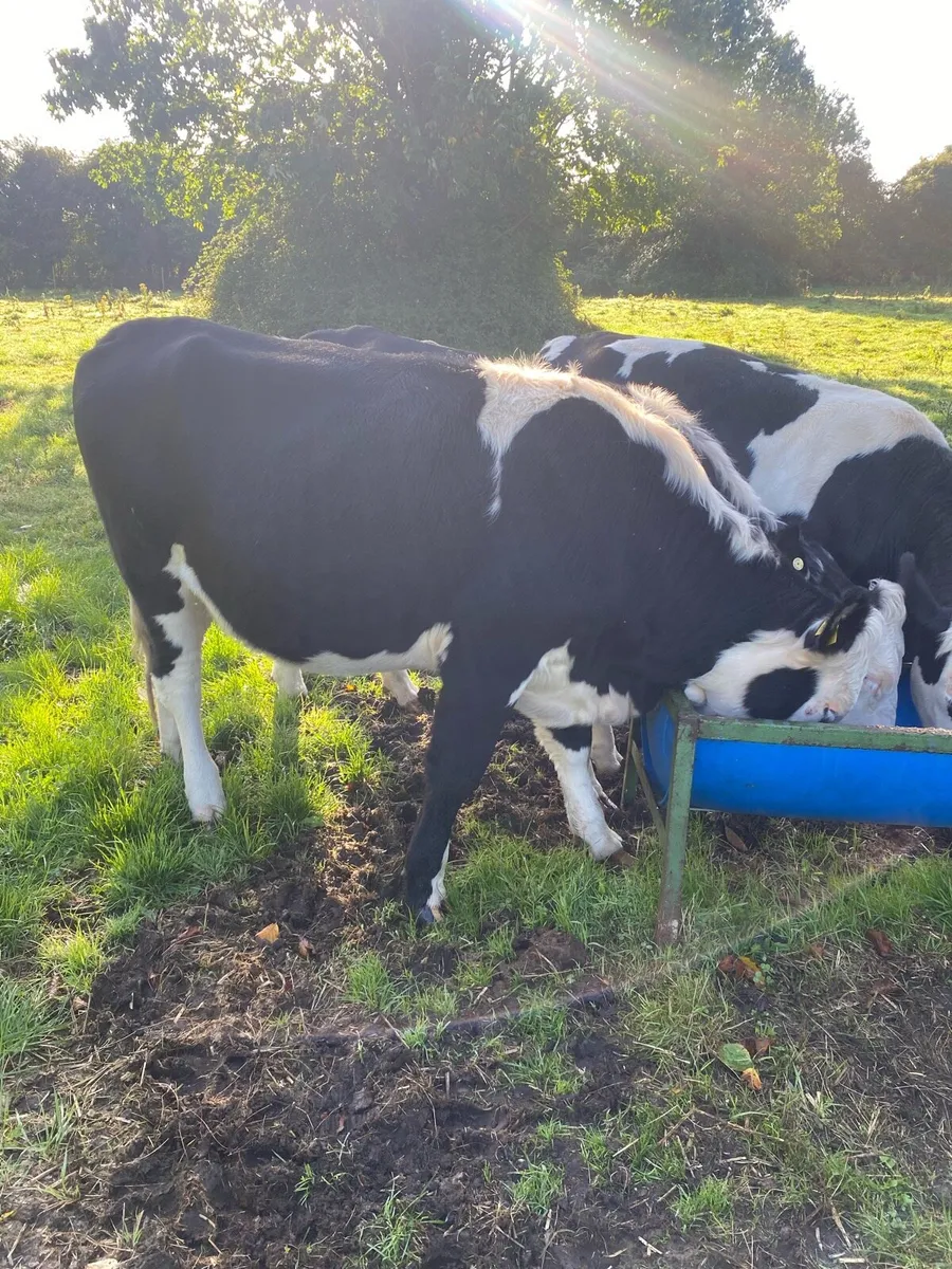 In calf heifers - Image 3