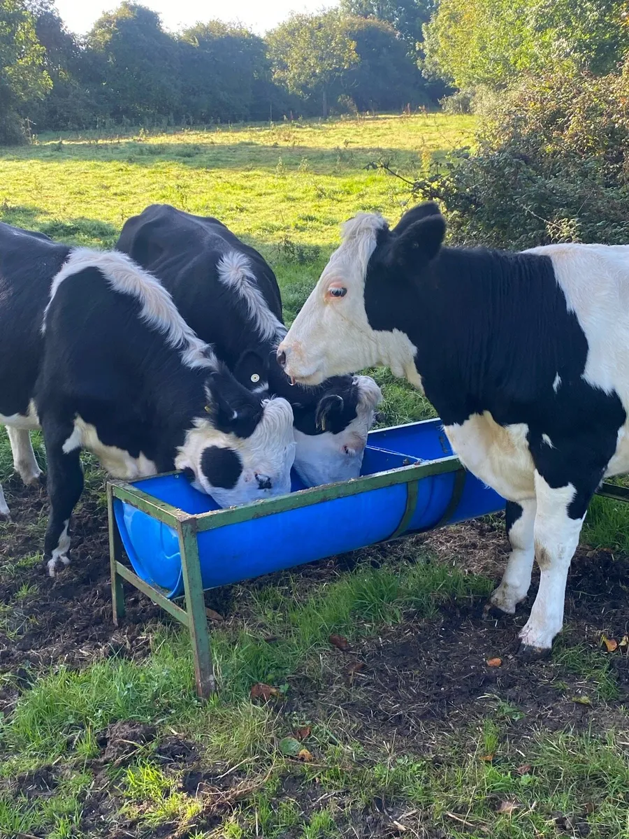 In calf heifers - Image 4
