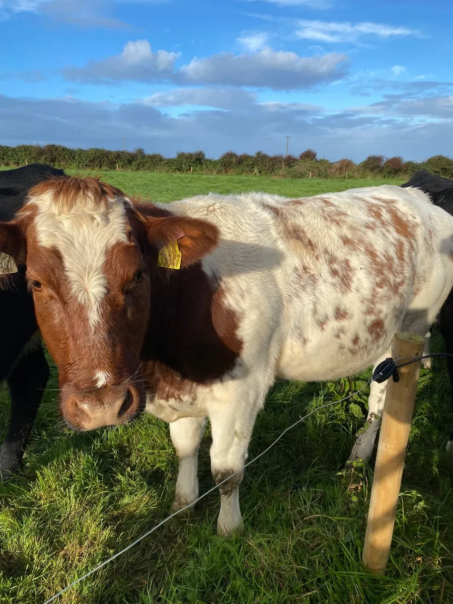 Livestock - Image 1
