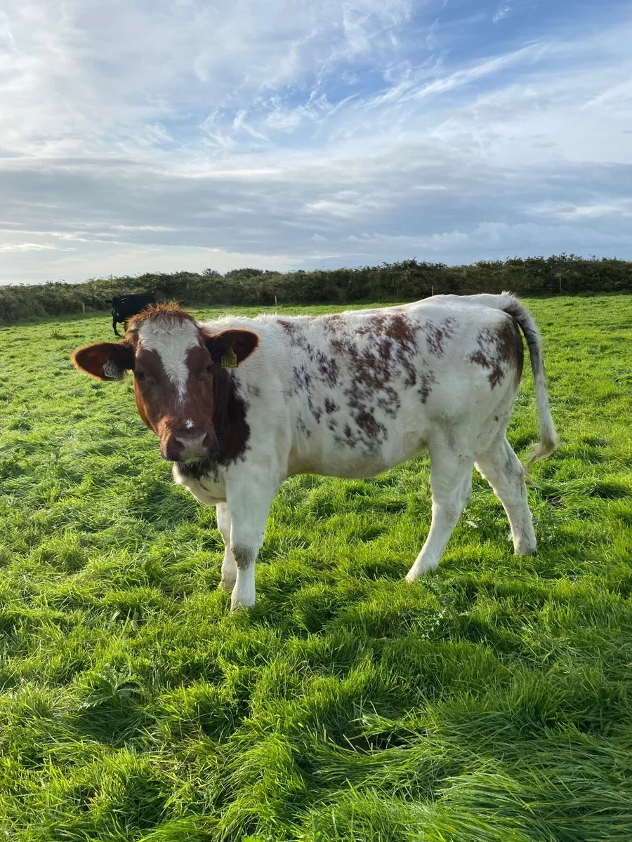 Livestock - Image 2