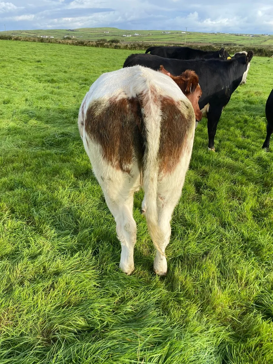Livestock - Image 3