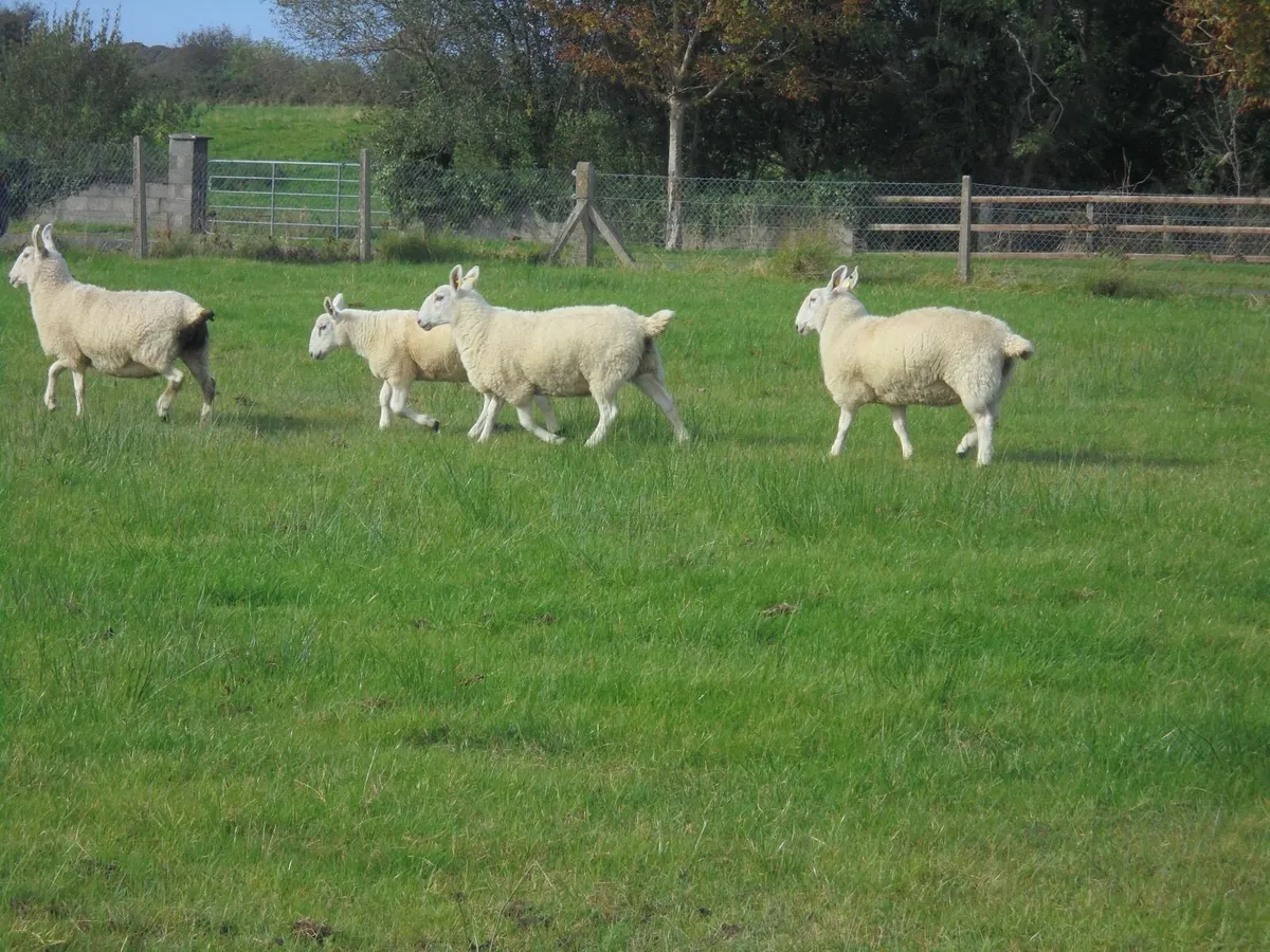 Border Leicester Ewes Breeding Ewes Sheep - Image 2