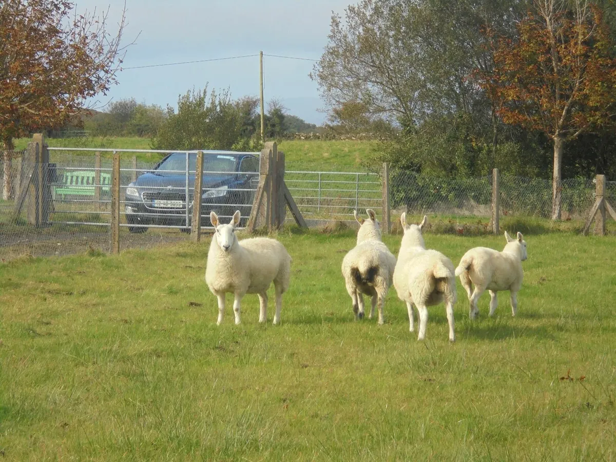 Border Leicester Ewes Breeding Ewes Sheep - Image 3