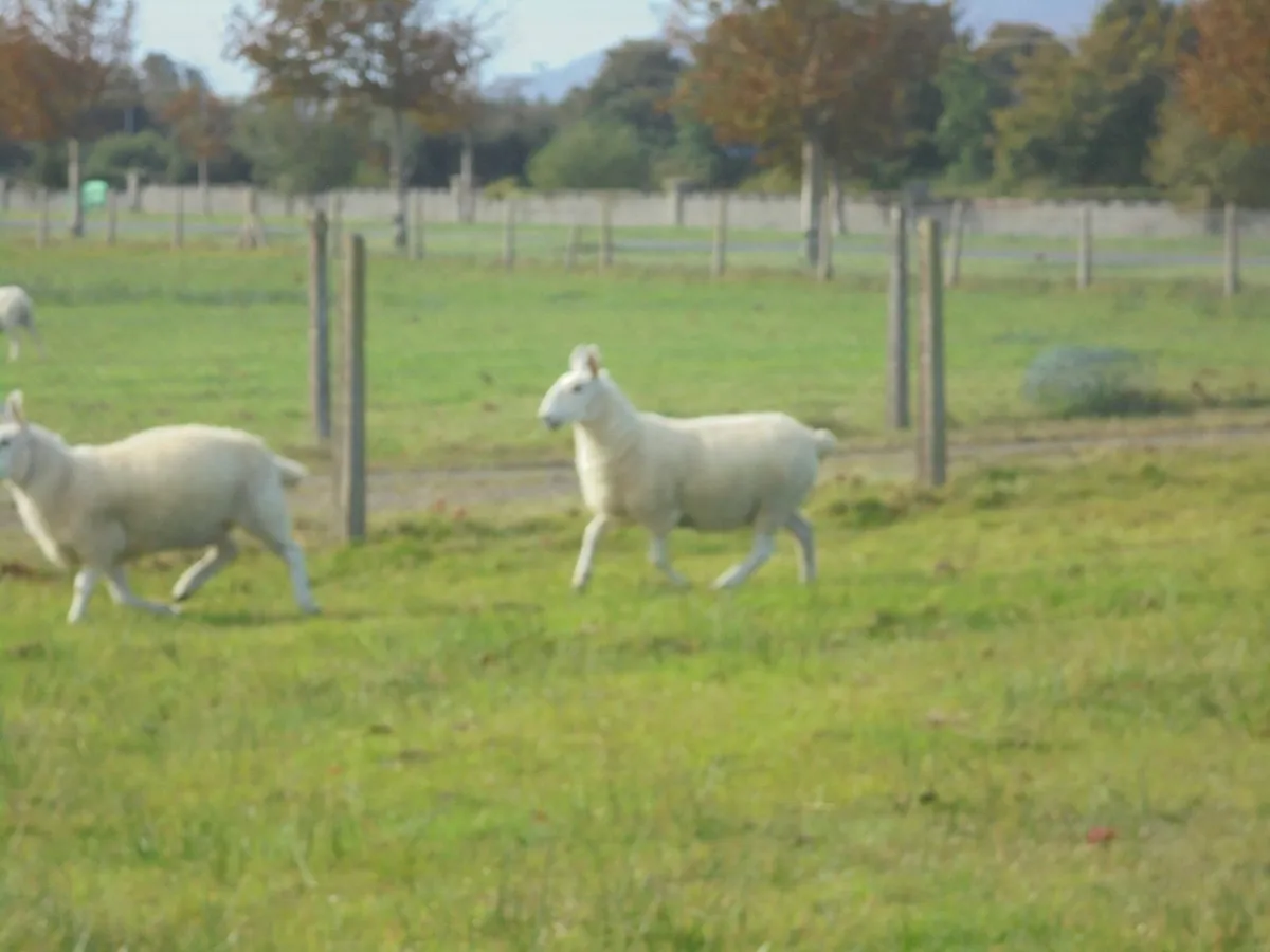 Border Leicester Ewes Breeding Ewes Sheep - Image 4