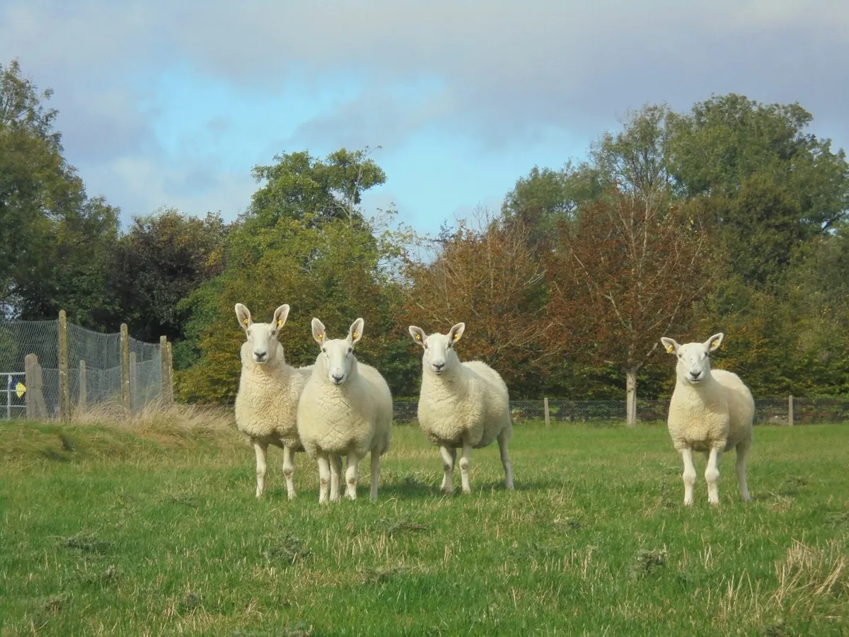 Border Leicester Ewes Breeding Ewes Sheep - Image 1