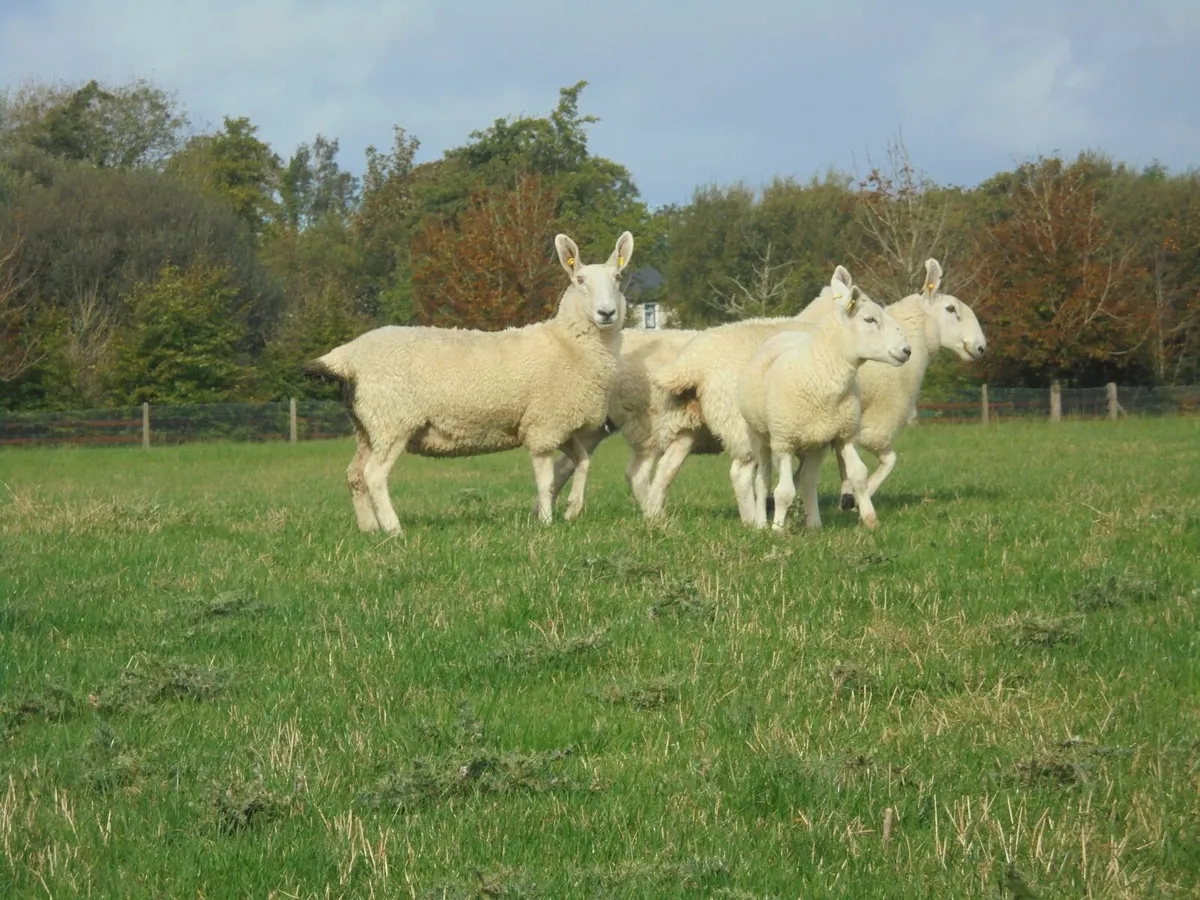 Border Leicester Ewes Breeding Ewes Sheep - Image 1