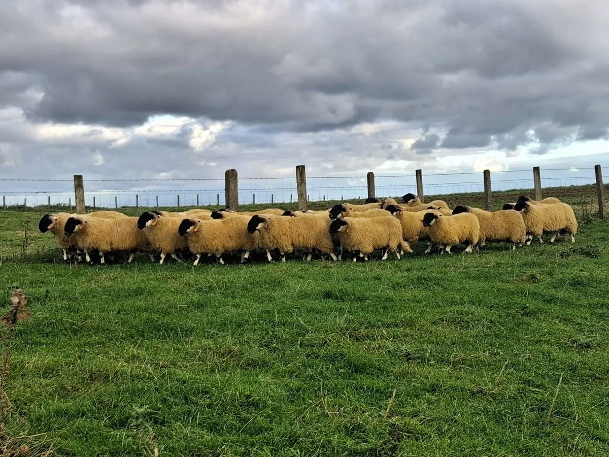 SIS Approved Blackfaced Ram Lambs - Image 1
