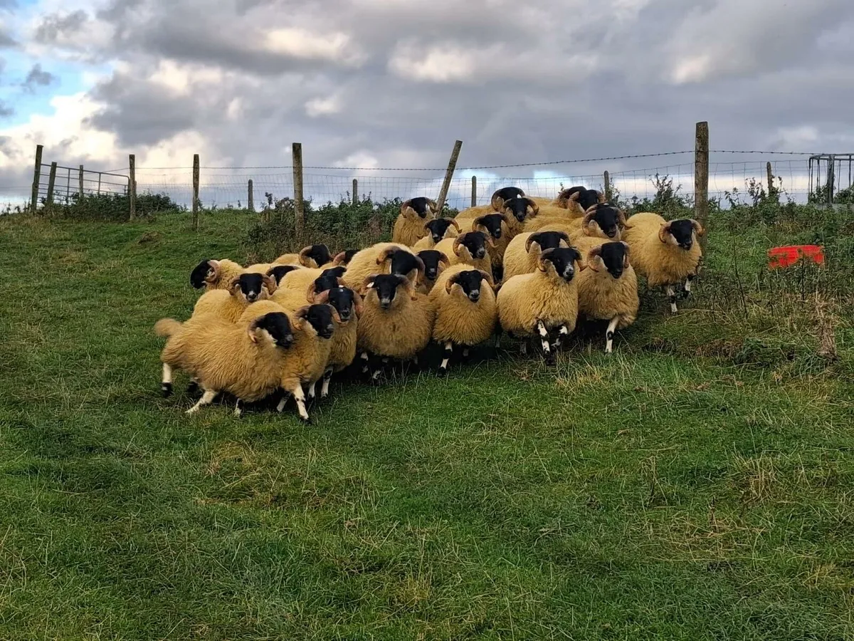 SIS Approved Blackfaced Ram Lambs - Image 4