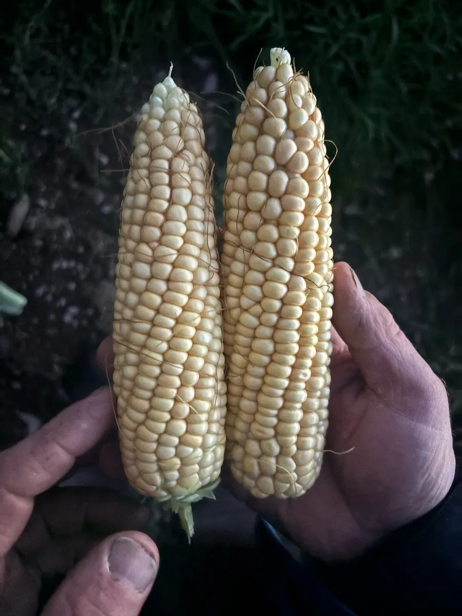 Growing maize for sale - Image 1