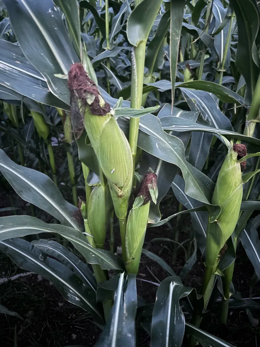 Growing maize for sale - Image 2