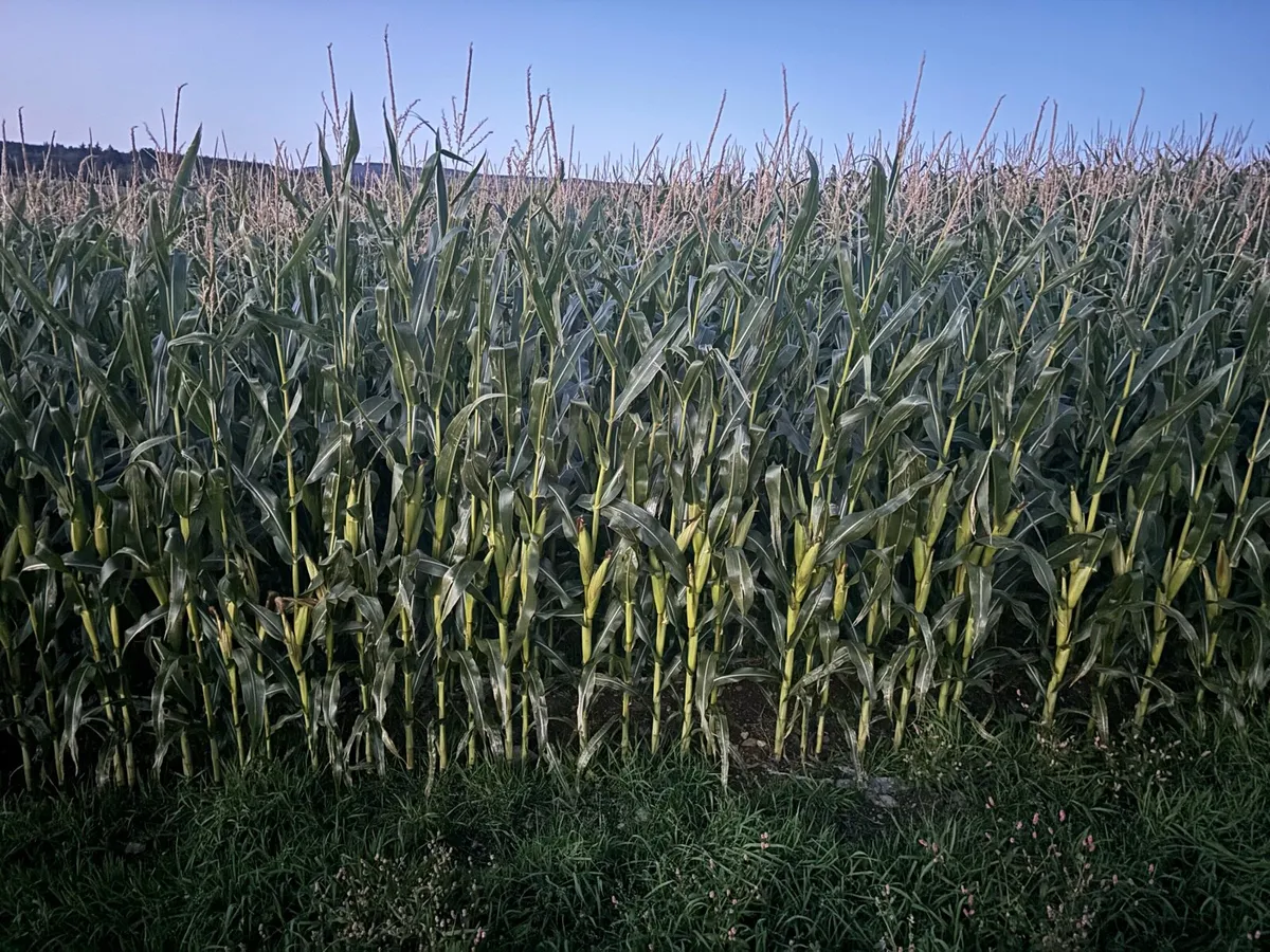 Growing maize for sale - Image 3