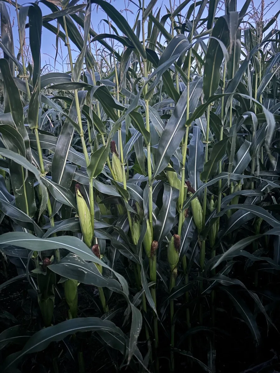 Growing maize for sale - Image 4
