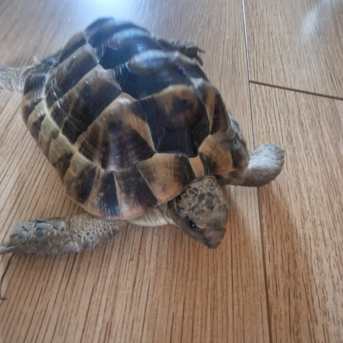 Tortoise Hermann - Image 1